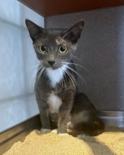 PARFAIT - Domestic Shorthair / Mix available for adoption