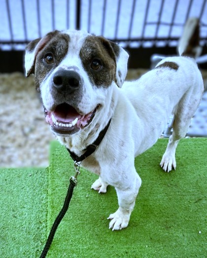 BANNER - Pit Bull Terrier / Mix available for adoption