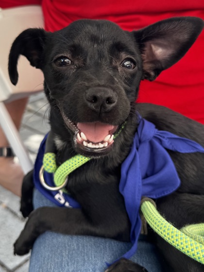 BONNIE - Short Coat Chihuahua / Mix available for adoption