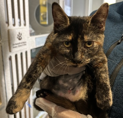 CLAUDIA - Domestic Shorthair / Mix available for adoption
