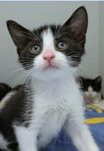 LINORE - Domestic Shorthair / Mix available for adoption