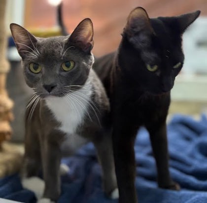 BUD - Domestic Shorthair / Mix available for adoption