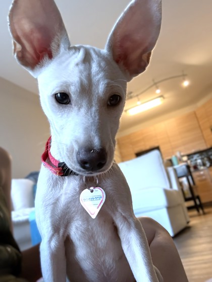 ROCCO - Mixed Breed, Small (under 24 lbs fully grown) / Mix available for adoption