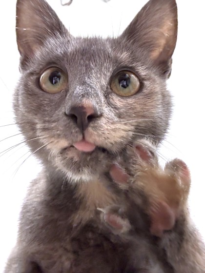 HERSHEY - Domestic Shorthair / Mix available for adoption