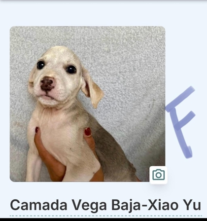 XIAO YU - Mixed Breed, Medium (up to 44 lbs fully grown) / Mix available for adoption
