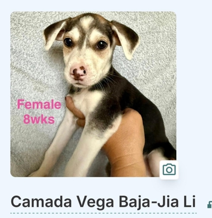 JIA LI - Mixed Breed, Medium (up to 44 lbs fully grown) / Mix available for adoption