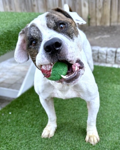 BANNER - Pit Bull Terrier / Mix available for adoption