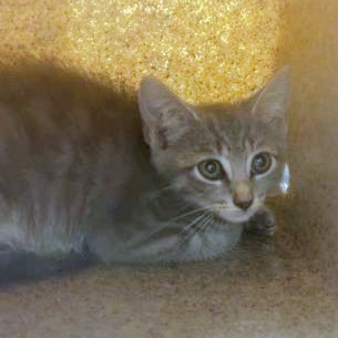 VELMA - Domestic Shorthair / Mix available for adoption