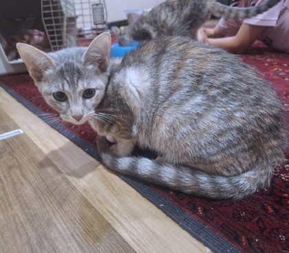 CRYSTAL - Domestic Shorthair / Mix available for adoption