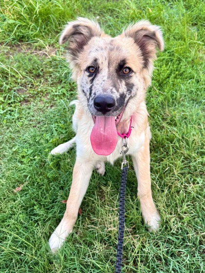 COOKIE DOUGH - Catahoula Leopard dog / Mix available for adoption