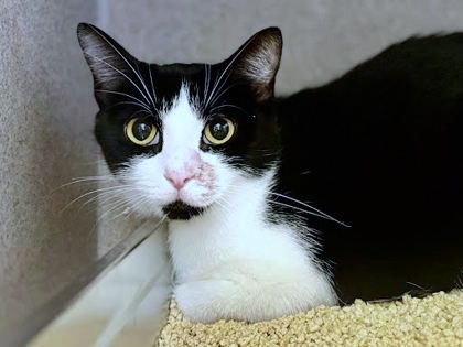 COW - Domestic Shorthair / Mix available for adoption