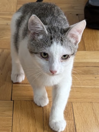 MOCHA - Domestic Shorthair / Mix available for adoption