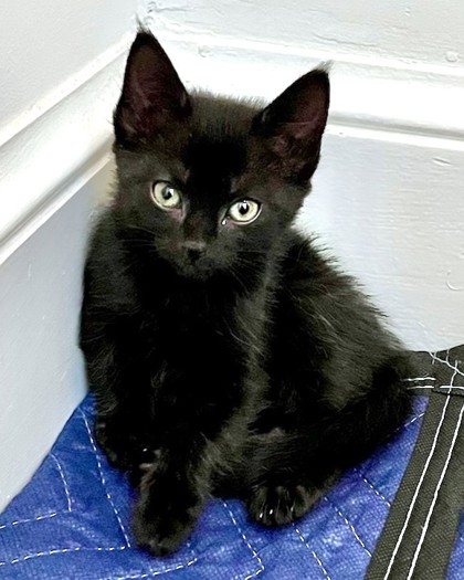MUSTARD SEED - Domestic Shorthair / Mix available for adoption