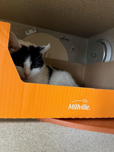 KITTY GIRL - Domestic Shorthair / Mix available for adoption