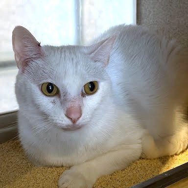 ANNABELLE - Domestic Shorthair / Mix available for adoption
