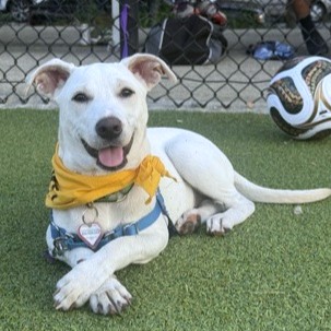 ROCCO - Mixed Breed, Medium (up to 44 lbs fully grown) / Mix available for adoption