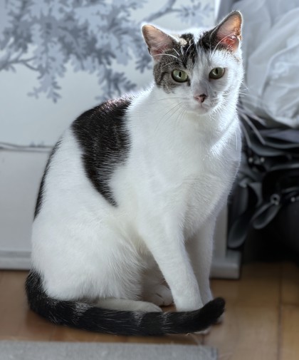 CAMMI - Domestic Shorthair / Mix available for adoption