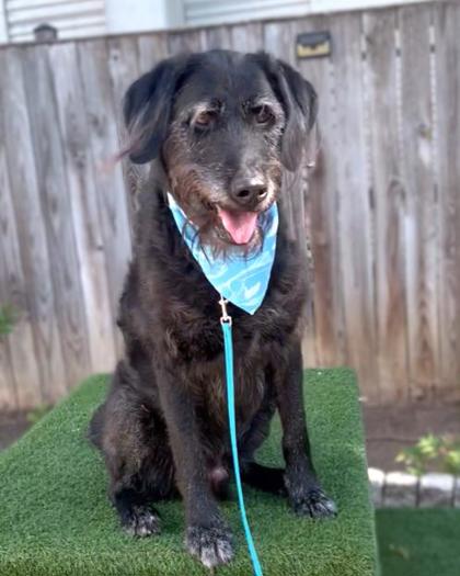 RIVER - Terrier / Mix available for adoption