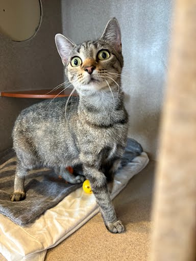PHOEBE - Domestic Shorthair / Mix available for adoption