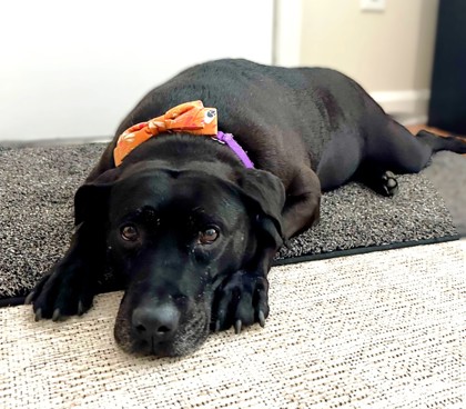 MISS BEA - Labrador Retriever / Mix available for adoption