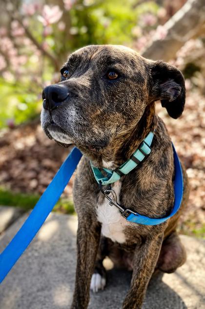 NUGGET - Mixed Breed, Medium (up to 44 lbs fully grown) / Mix available for adoption