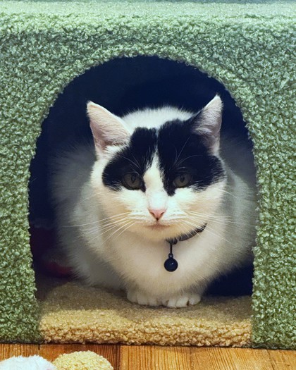KITTY GIRL - Domestic Shorthair / Mix available for adoption