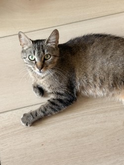 LUCY - Domestic Shorthair / Mix available for adoption