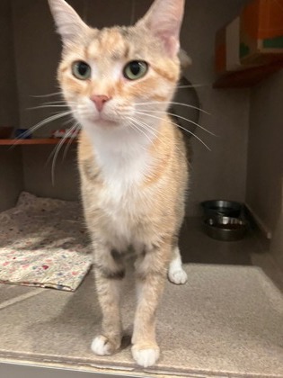 MOMMA - Domestic Shorthair / Mix available for adoption