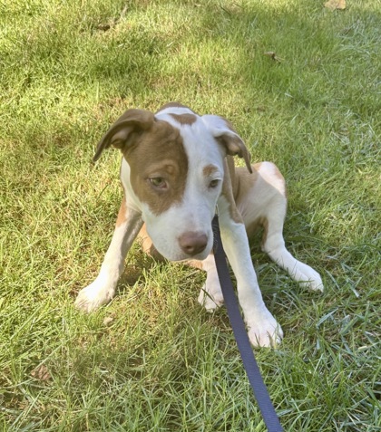 BONITA - Terrier / Mix available for adoption