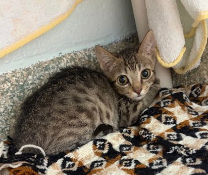 MOE - Domestic Shorthair / Mix available for adoption