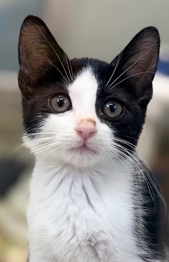 KALY - Domestic Shorthair / Mix available for adoption