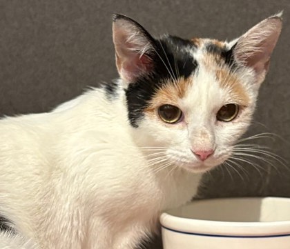 MOMMA B - Domestic Shorthair / Mix available for adoption