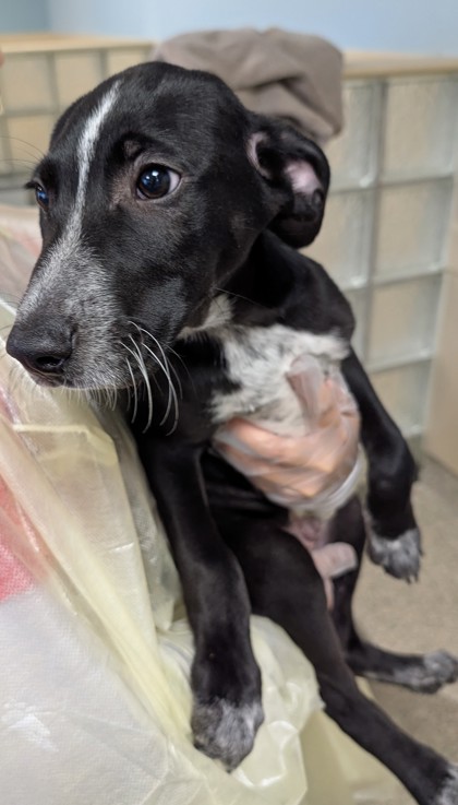 CHEKOV - Terrier / Mix available for adoption