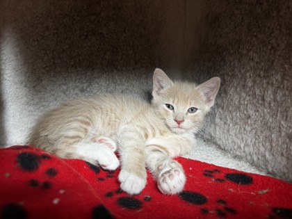 PIPPIN - Domestic Shorthair / Mix available for adoption