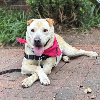 SALLIE - Labrador Retriever / Chinese Shar-Pei available for adoption