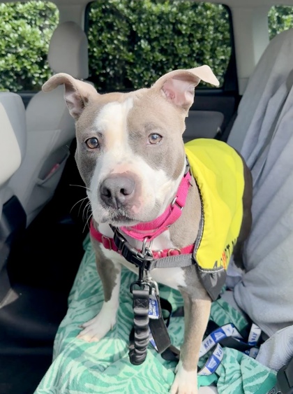 BABY GIRL - Pit Bull Terrier / Mix available for adoption