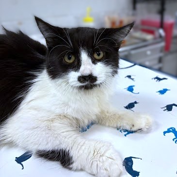 VANA - Domestic Shorthair / Mix available for adoption