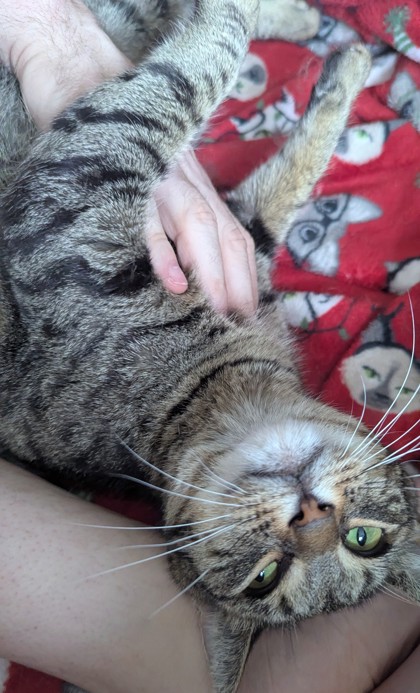 ETHEL - Domestic Shorthair / Mix available for adoption
