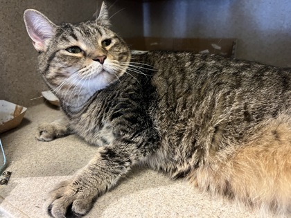 WEATHERS - Domestic Shorthair / Mix available for adoption