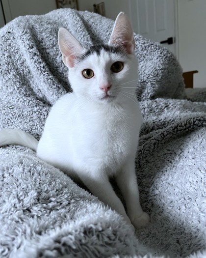 MAGIC DRAGON - Domestic Shorthair / Mix available for adoption