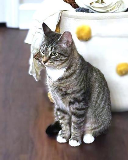 TWIRL - Domestic Shorthair / Mix available for adoption