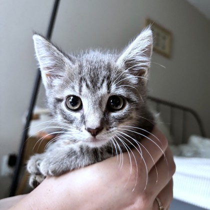 GRAVY - Domestic Shorthair / Mix available for adoption