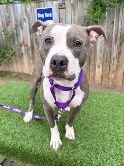 BABY GIRL - Pit Bull Terrier / Mix available for adoption