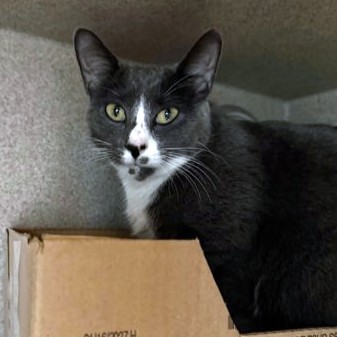 AUTUMN BREEZE - Domestic Shorthair / Mix available for adoption