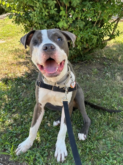 TODD - Mixed Breed, Medium (up to 44 lbs fully grown) / Mix available for adoption