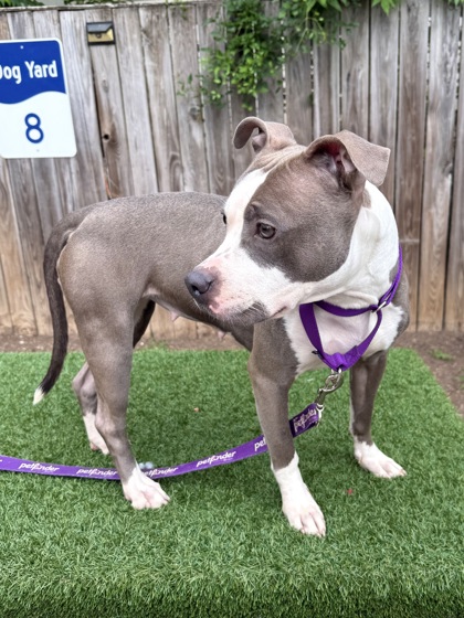 BABY GIRL - Pit Bull Terrier / Mix available for adoption