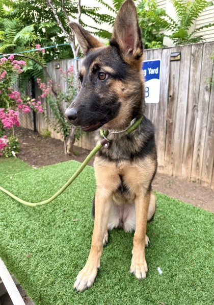 JILLIAN - German Shepherd / Mix available for adoption
