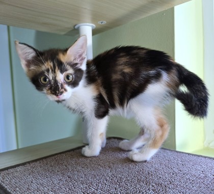 NOODLE - Domestic Shorthair / Mix available for adoption