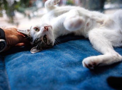 CAMMI - Domestic Shorthair / Mix available for adoption