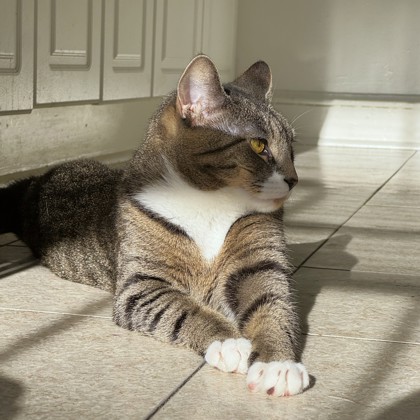 LILITH - Domestic Shorthair / Mix available for adoption